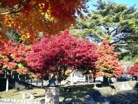 雨情公園の紅葉