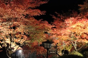 真っ赤な紅葉