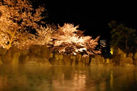 春の花見野天風呂