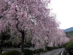 雨情公園2014