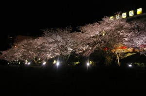 下呂温泉　夜桜ライトアップ