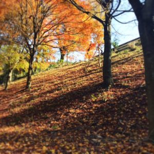 終わりかけの紅葉